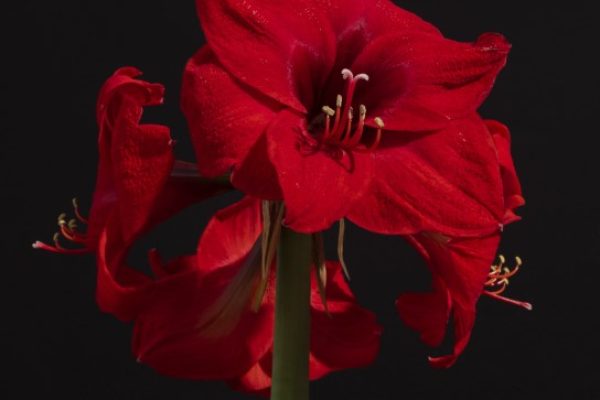 A red amaryllis bouquet isolated on a black background