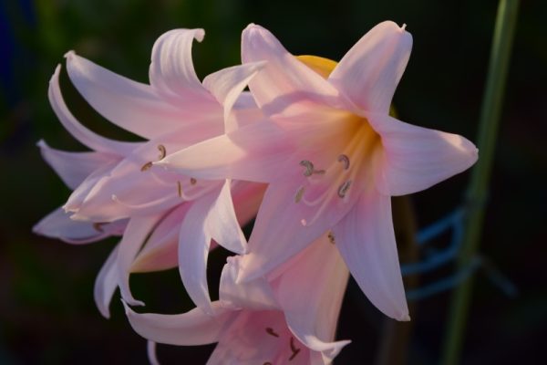 An amaryllis belladonna stem with five pink flowers in full bloom. Pink petals, stamens full of pollen, pointed tepals, grown in a roof garden Malta.
