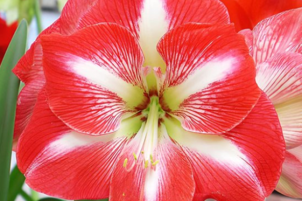 Amaryllis_rood_wit
