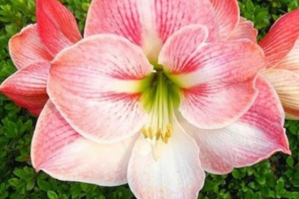 Amaryllis_roze