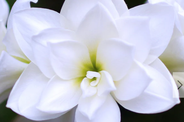 Amaryllis_wit